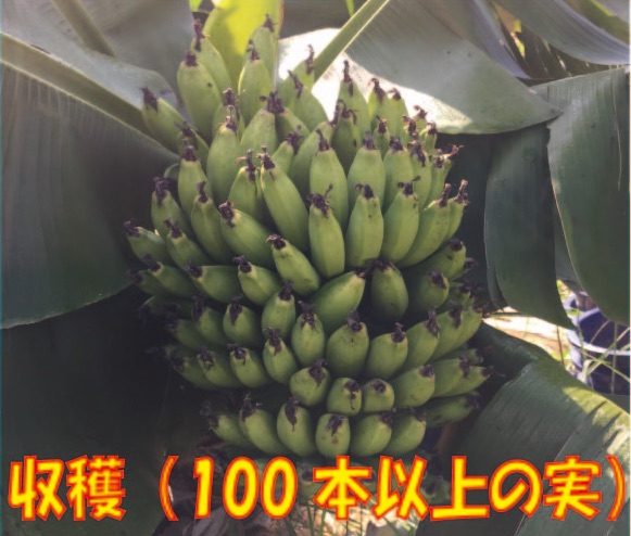 甘くてあんぜんなバナナをお届けします。